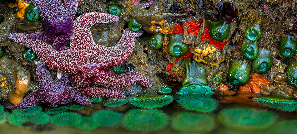 Oregon Coast Starfish Strawberry Hills