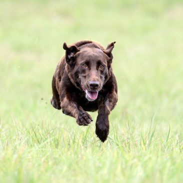 Sioux, the flying dog